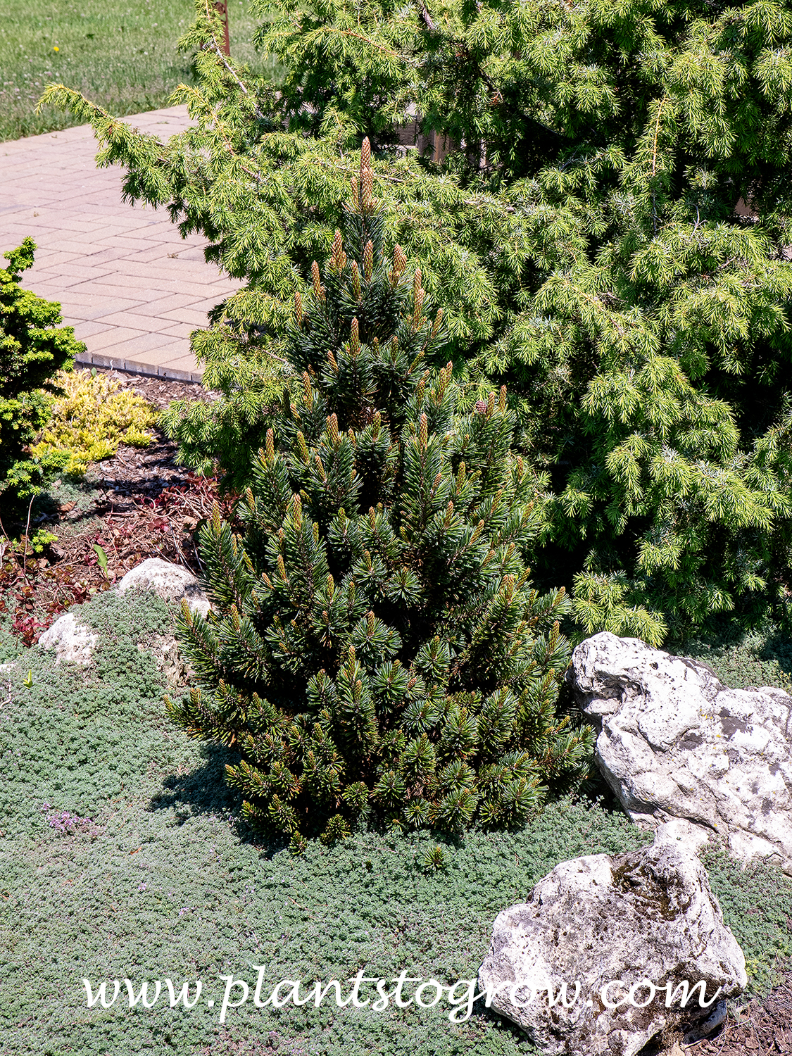 Sherwood Compact Bristle Cone Pine (Pinus aristata)